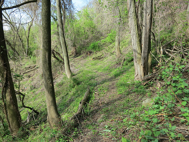 Cleared Section of Bates Street Trail South