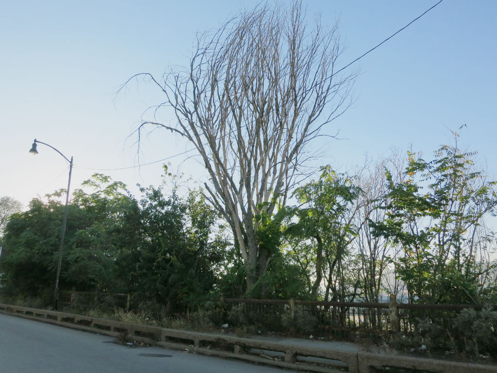 Dead Tree on Forbes